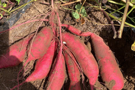 自家育苗・手掘り！　紅はるか　S~2Lサイズ混合　約4.5kg