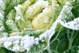 【銀世界が産んだ緑宝、雪中白菜のお届けに参りました。】　≪雪国で育まれた水分・甘みたっぷりの白菜≫　兵庫県香美町産「雪ぶとん白菜」（２玉箱入）