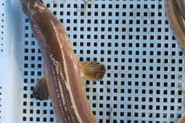 訳あり活〆鱧２㌔以上