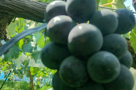 濃厚　皮ごと食べられるナガノパープル 900g（2〜3房）　秀品 【日時指定不可商品】