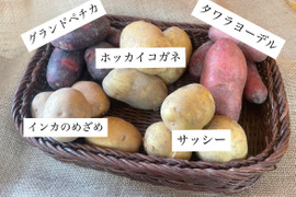 ゴロっと幸せ！食卓の主役★ほくほくジャガイモ！（３〜５種類食べ比べ）1.5kg