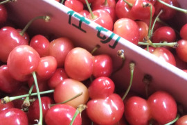 “訳あり”ですが味に自信あり！「佐藤錦１kg」