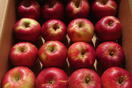【🍎紅玉りんご】 小玉16個 (2.5㎏・家庭用)