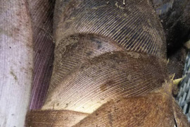 シャキッっとタケノコ入ります やさいはメインディッシュ【お野菜6種位×2】自然農の畑から、肥料農薬不使用、固定種