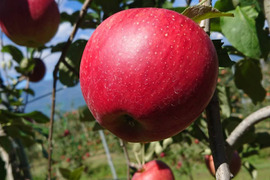 長野生れの希少りんご『シナノホッペ』家庭用約３kg☆硬くて甘くてジューシー！