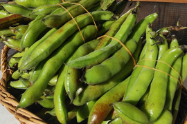 農薬不使用！★不揃い空豆お得サイズ★2kg