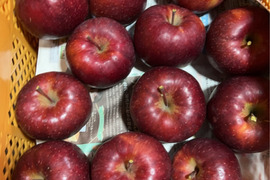 新品種りんご　樹上完熟明秋めいしゅう　約2キロ5-8玉入　家庭用訳あり