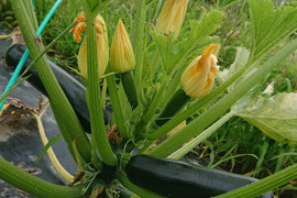 自然栽培 固定種 在来種専門農家Awaji369farm完全農薬不使用 無