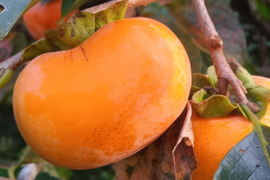 柿　いろいろミックス　自然栽培、肥料農薬不使用