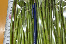 訳アリ規格外（S級（I 0グラム以下）アスパラガス 1.2キロ