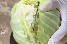 最終。訳アリ品でお買い得！！納豆菌栽培　芯まで甘い、淡路島産　とくみつキャベツ６個入り