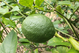 鹿児島県産「グリーンレモン」「シークワーサー」詰め合わせ 箱込み2kg