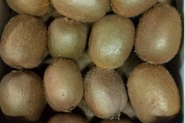 キウイフルーツ約2kg   健康・美容・元気に大活躍