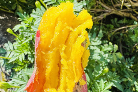 あまはづき　2kg 栽培期間中、農薬、化学肥料不使用