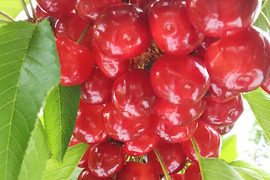 【発送は６月下旬～】紅秀峰３５０ｇ×２(贈答用)「味に自信あり!!」