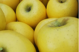 黄色いりんご「シナノゴールド」家庭用5キロ
