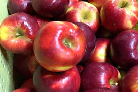 りんご 加工用の通販｜食べチョク｜産地直送(産直)お取り寄せ