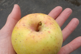 ＜限定出品＞小玉につき格安　星の金貨　約4.5キロパック