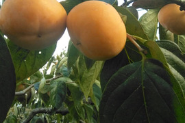 お試し価格《脱渋済》たねなし庄内柿 9～12個入り