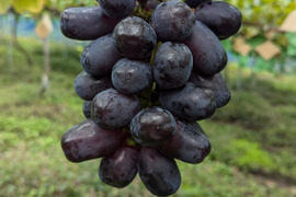 期待大🍇ブラックシャインマスカット 【富士の輝】お試し2-3房