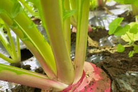 【農薬・化学肥料不使用】味が濃い！野菜セット