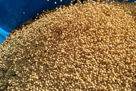 追加販売🫣🩵きてらのうまうま大豆-900g-農薬不使用