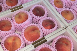 【少し小ぶり】川中島白桃（家庭用）６個入り