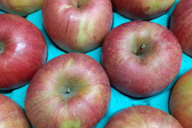 信州りんご３キロ『信州りんご4.5キロ』のパック詰め改良版です。