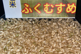 令和７年9月に刈り取りました。

新米☆☆ミルキークイーンの改良品種で低アミロース米　ふくむすめ　(大粒)☆酵素散布米
ふくむすめ 玄米２キロ精米無量