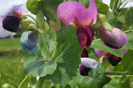 やさいはメインディッシュ【お野菜6種位×2】自然農の畑から、肥料農薬不使用、固定種