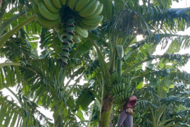 もちっと　とろける甘さ！　アップルバナナ　1㎏