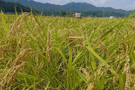 （玄米）丹後産コシヒカリ　5キロ