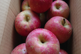 【 値下げ↓大特価🍎訳あり・サンふじ】  3.5㎏ (中～大玉12個)