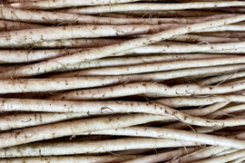 色白柔らか新鮮⭐︎新ごぼう！！３キロ［鹿児島県産］