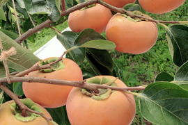 鳥取県新品種 柿「輝太郎」家庭用 3kg