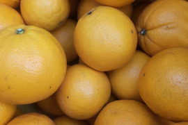 美味しい柑橘 ネーブルとレモン10個 良品 5kg