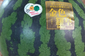 熊本植木産　西瓜の王者【金色羅皇】