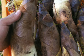 あく抜き不要タケノコ「孟宗竹」（3㎏）山椒の葉付き単品