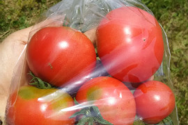 たっぷりトマト入り🍅🍅🍅🌿農薬と化学肥料を使わないで育てた野菜セット【数量限定❗❗】子供に食べさせたい（５品目～７品目）😋🍚ばぁばのモノスゴイ野菜🍅🍆🌽✨✨✨