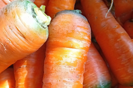 にんじん　新黒田五寸　肥料農薬不使用、自然栽培、自家採種