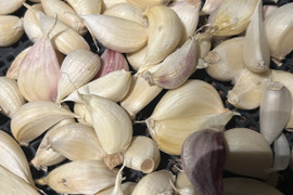 自然栽培　採れたて特価バラにんにく　500g  メール便　クリックポスト