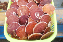 青森県むつ湾産ベビーホタテ