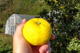 香り高い！柚子2kg  農薬不使用