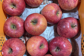 大玉3キロ7-9玉入　樹上完熟葉取らずサンふじ　農薬半減栽培で安心安全！