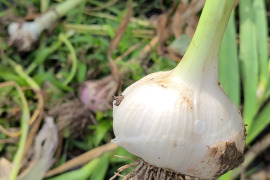【今しか味わえない】生にんにく1kg(栽培期間中:農薬・化学肥料不使用)