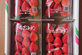 とちおとめグランデ（形不揃い）Lサイズ品