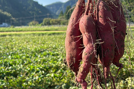 【訳あり】紅あずま２ｋｇ(箱入)　熟成期間１ヶ月超！　さつまいも！