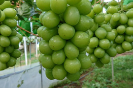 味に自信あり！【先行予約】朝採り！糖度18度越えの人気シャインマスカット（2kg、3〜5房）