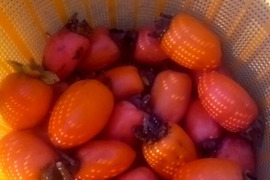 渋柿（筆柿）　自然栽培、肥料農薬不使用