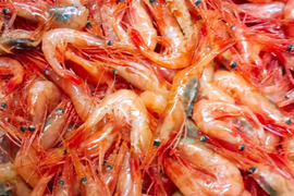 山形県庄内沖　甘エビ　２５０ｇ×２